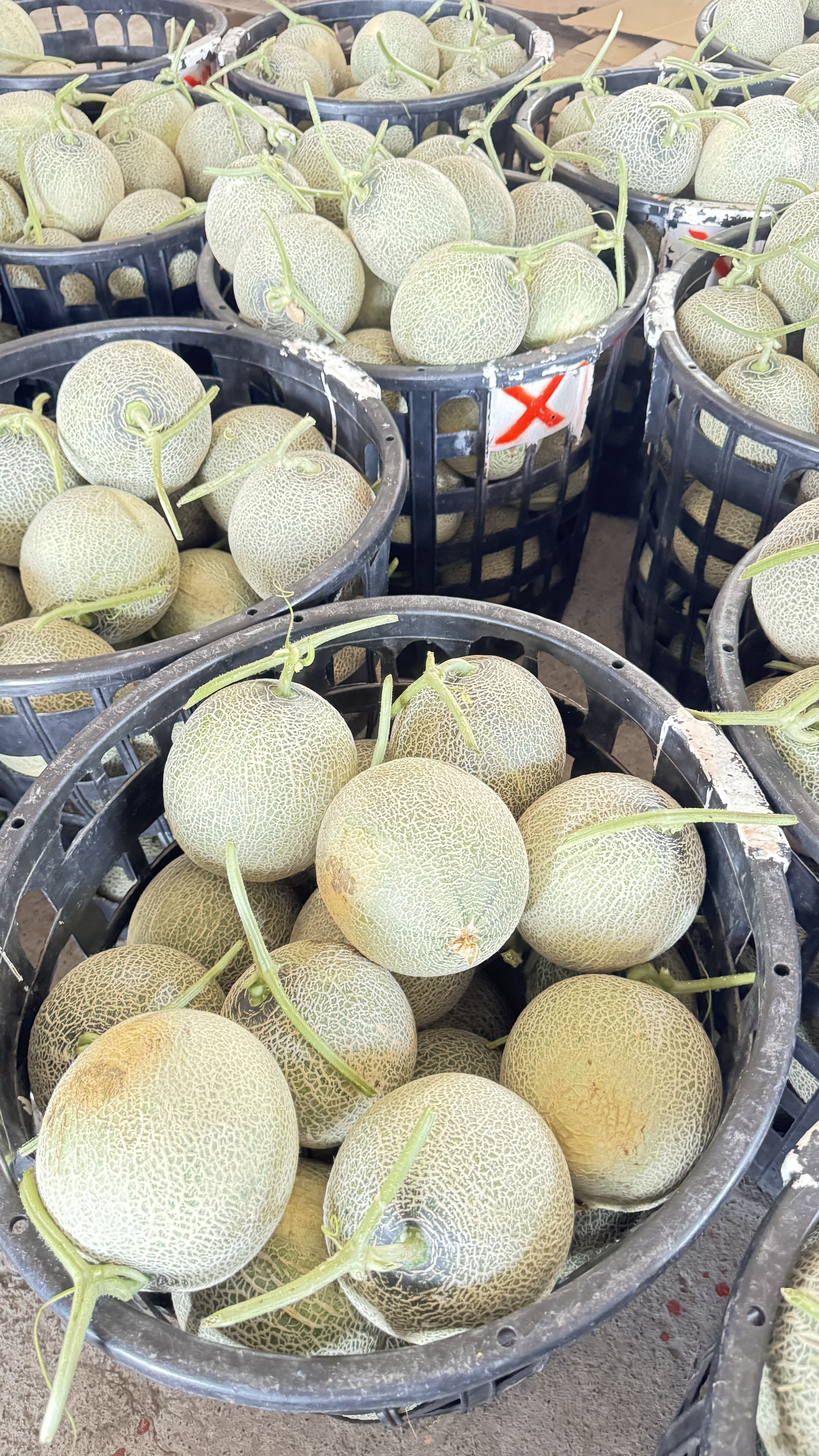 採收後的洋香瓜籃